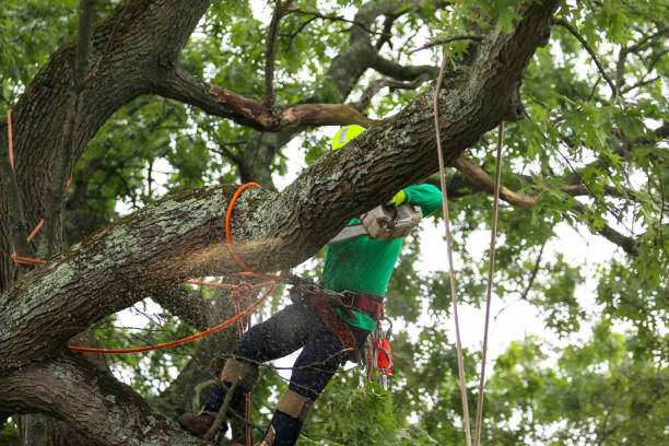 How Our Tree Care Process Works  in  El Dorado Springs, MO